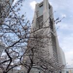横浜ランドマークと桜の春景色