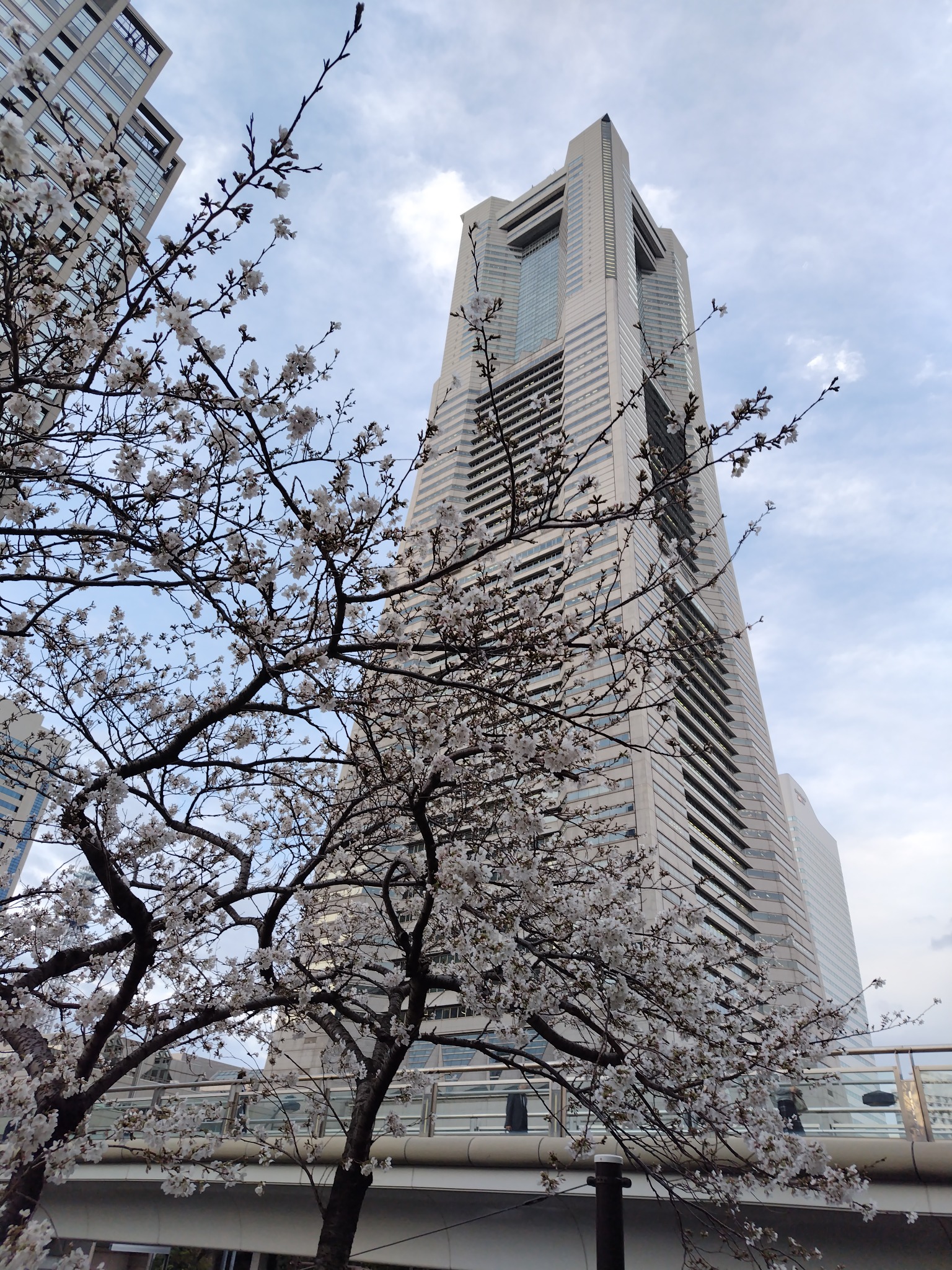 桜とランドマークタワー（横浜）